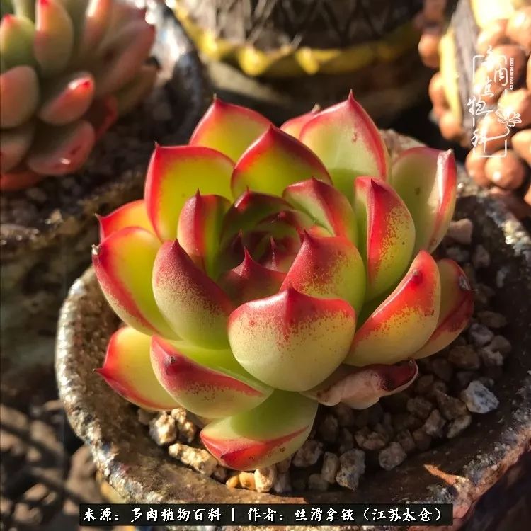 秋叶将落,秋叶即将落下你依然美丽