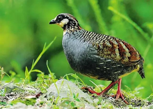 海南海里的特产动物,海南特有的珍稀动物