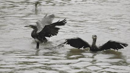 央视高清视频：东台品鲜