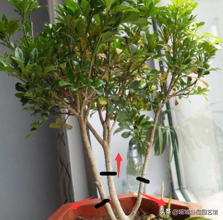 米兰怎么养才能开花不断,米兰如何养怎么能让它多开花