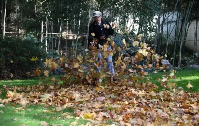 茶花酸性土壤自制小妙招,茶花太阳花茉莉栀子花的简单养法