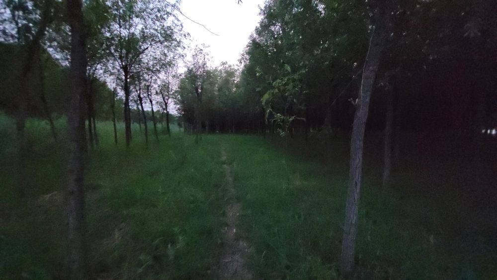 泉城玉符河,著名垛田柳树林,盛产截柳龟,你可摸过?