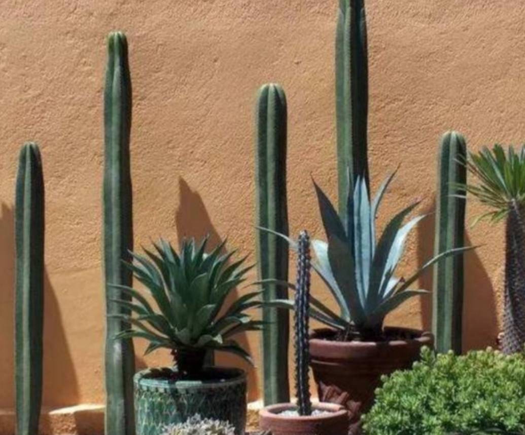 量天尺如何养得又粗又直,量天尺怎么养才能养得又肥又胖