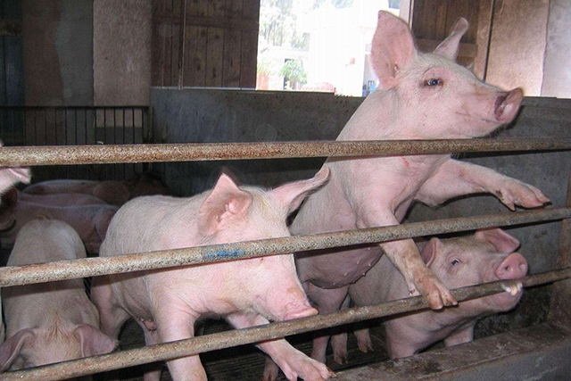 疫情让农村“封村”难回城，这6个项目农民考虑下，在家就能挣钱