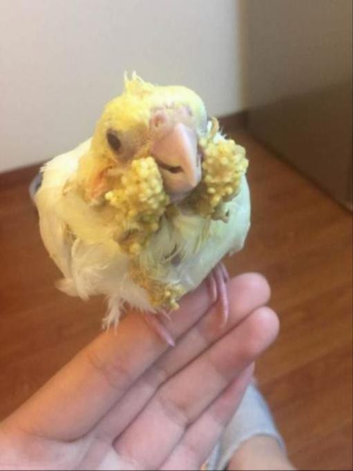 牡丹鹦鹉怎么喂养雏鸟第1天,刚出生的牡丹鹦鹉怎么喂