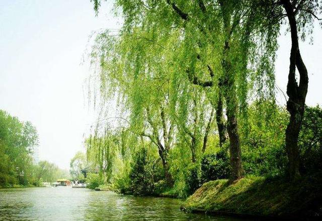 描写柳树的诗句名句,几句描写柳树的优美词句