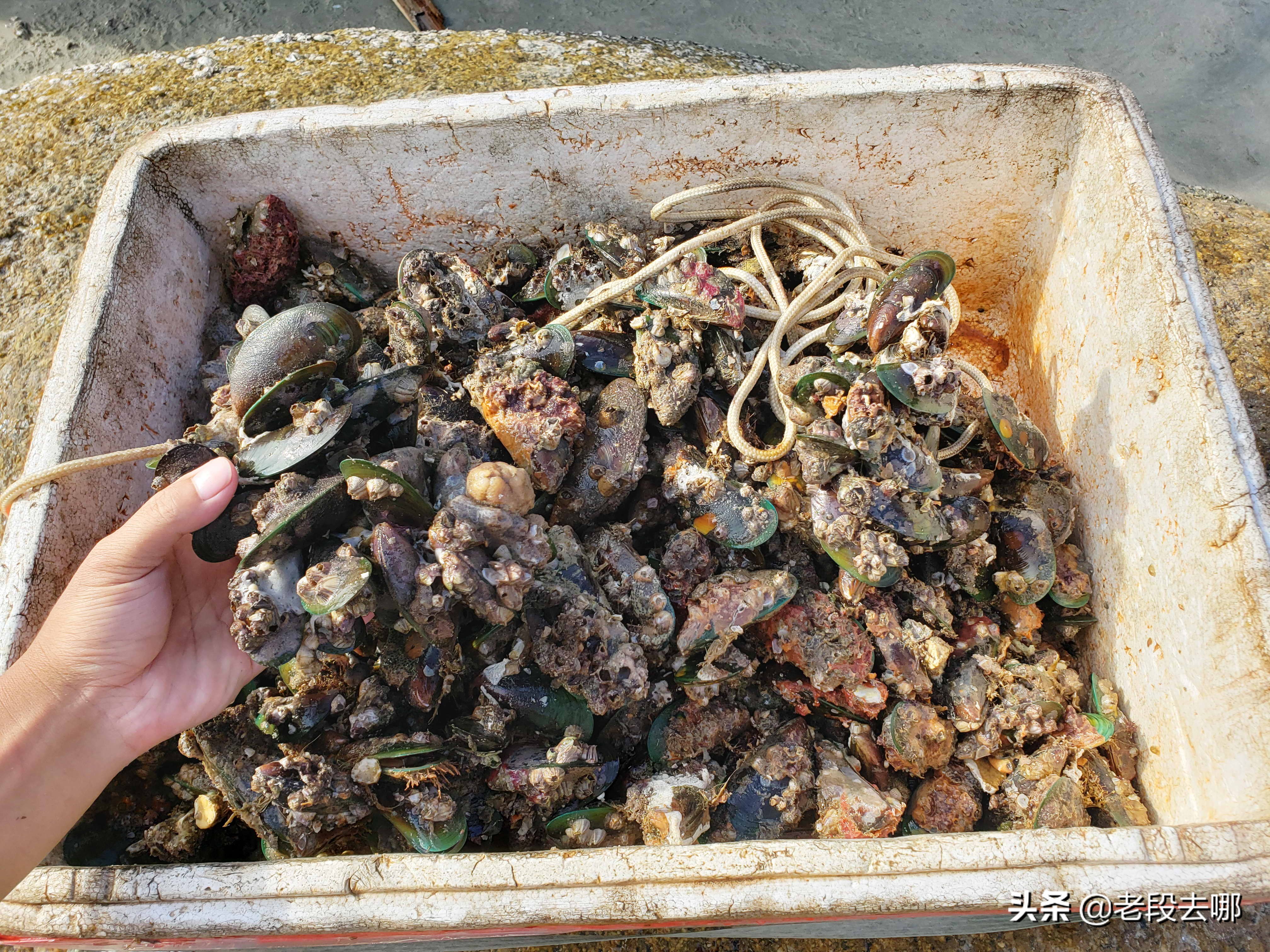 虎坑野沙滩,惠东虎坑沙滩