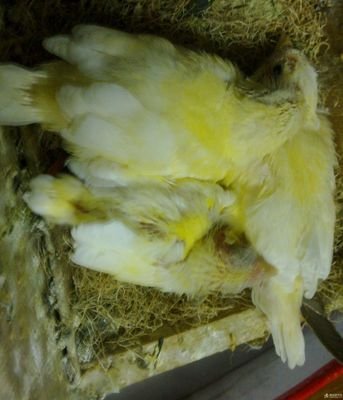 金丝雀的声音,金丝雀的歌声钢琴