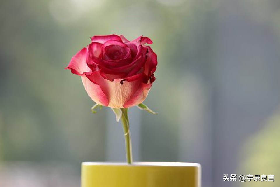 霸气个性签名女生高冷简短独特,霸气十足的个性签名短句女生