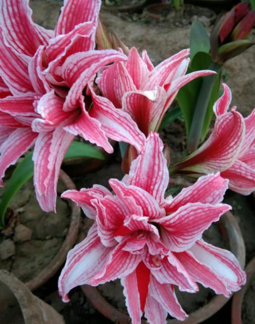 家养盆栽百合花开完之后怎么办呢,买回来的鲜百合花枯萎了怎么办