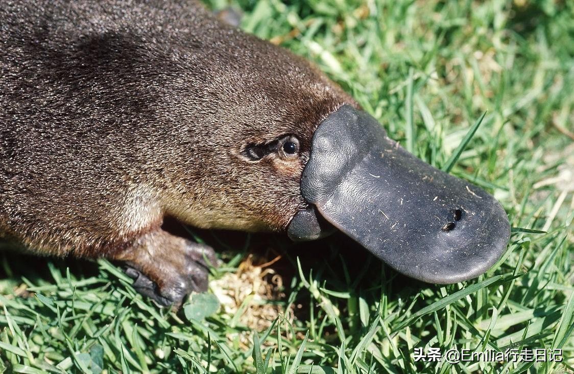 世界活化石博物馆特有动物,澳大利亚国宝鸭嘴兽图片