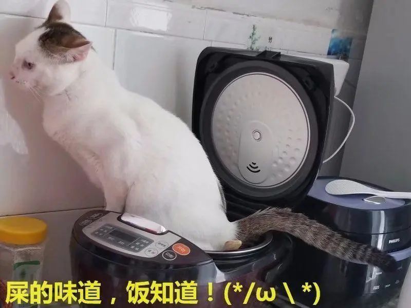 拉屎这么臭，姿势还这么骚，这些猫还真是猫界艾丽