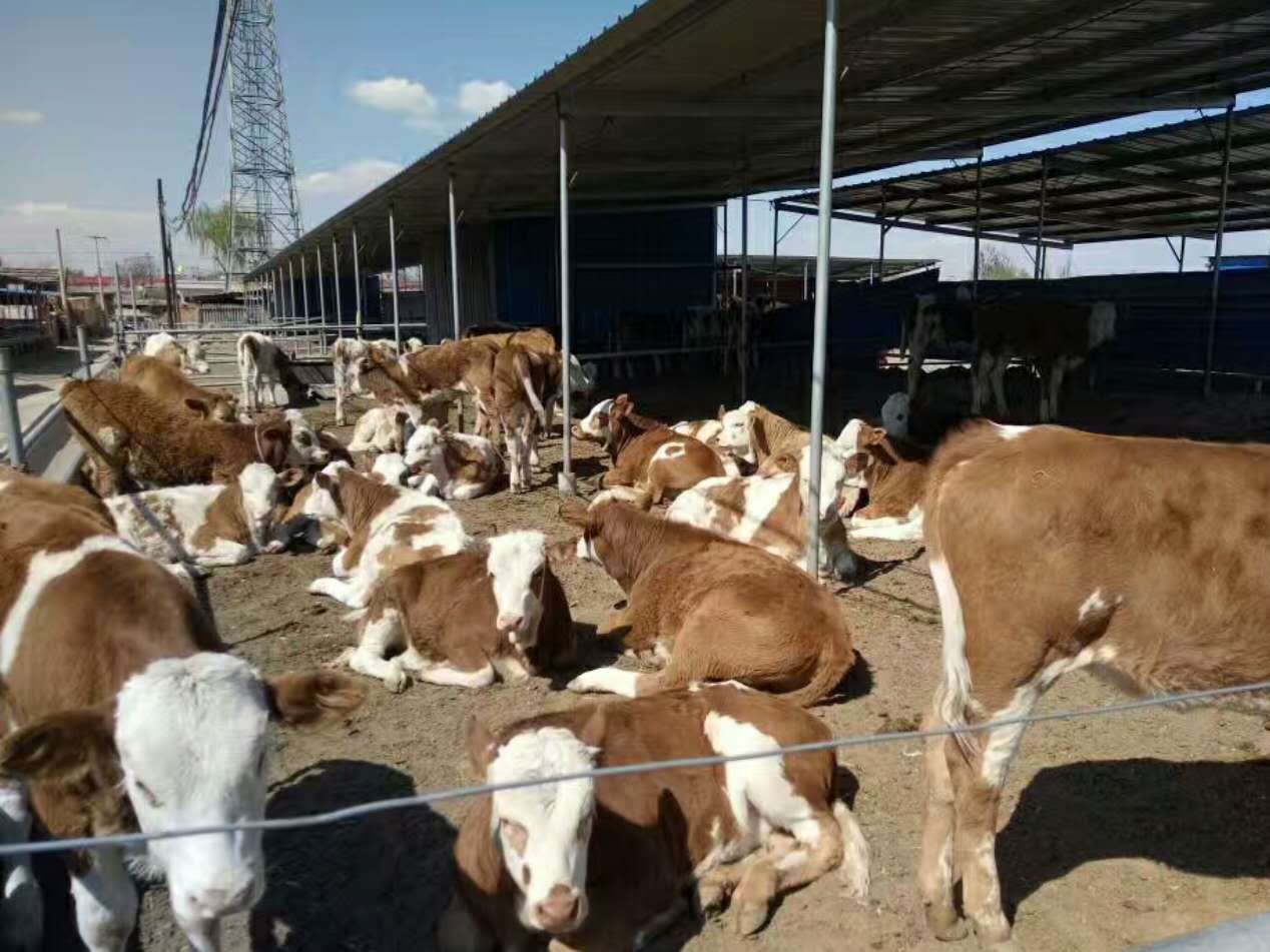 育肥牛预混料主要添加哪些添加剂,育肥牛预混料喂母牛