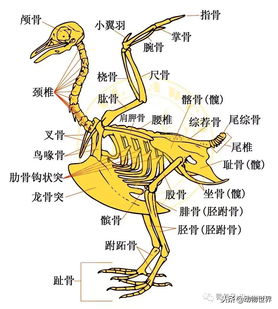 鸟类的产热结构,鸟类的结构特点有哪些