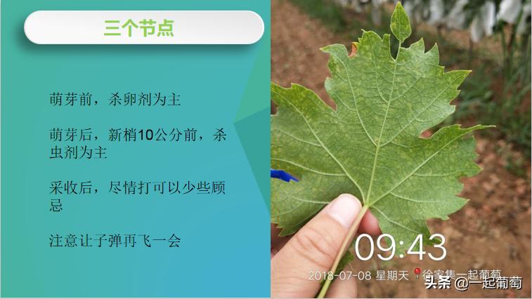 葡萄园常见病虫害及防治方法,葡萄园虫害消灭方法