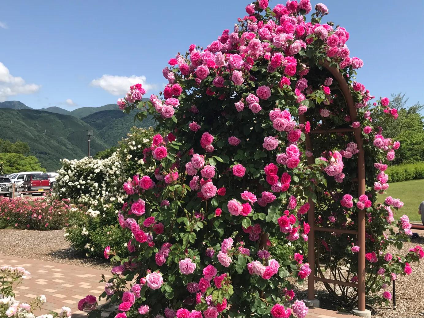 日本疫情举行聚会,日本民众疫情聚会