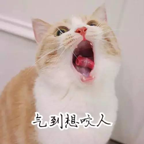 养猫后遇到的奇葩事,家里猫很多用豆腐猫砂合适吗