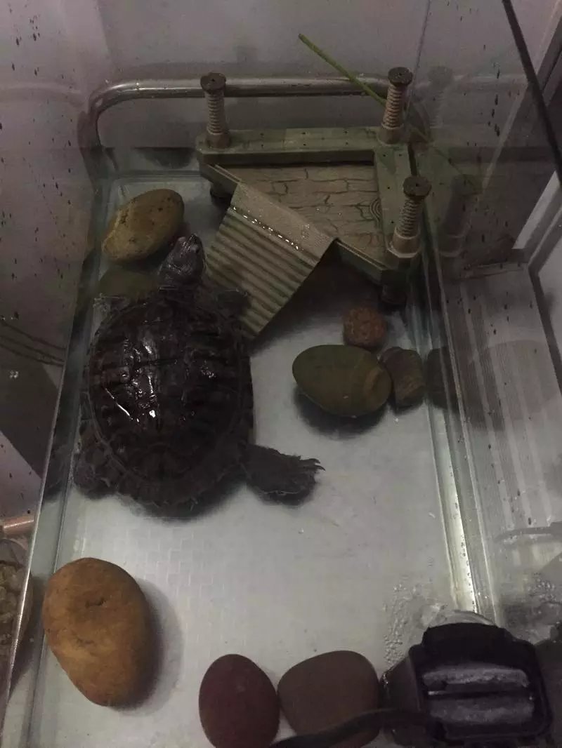 日本老人养一只大乌龟,养12年的大乌龟被找到