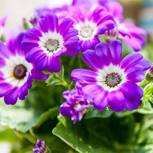 全部金木水火土五行五系植物介绍,五种植物代表五行