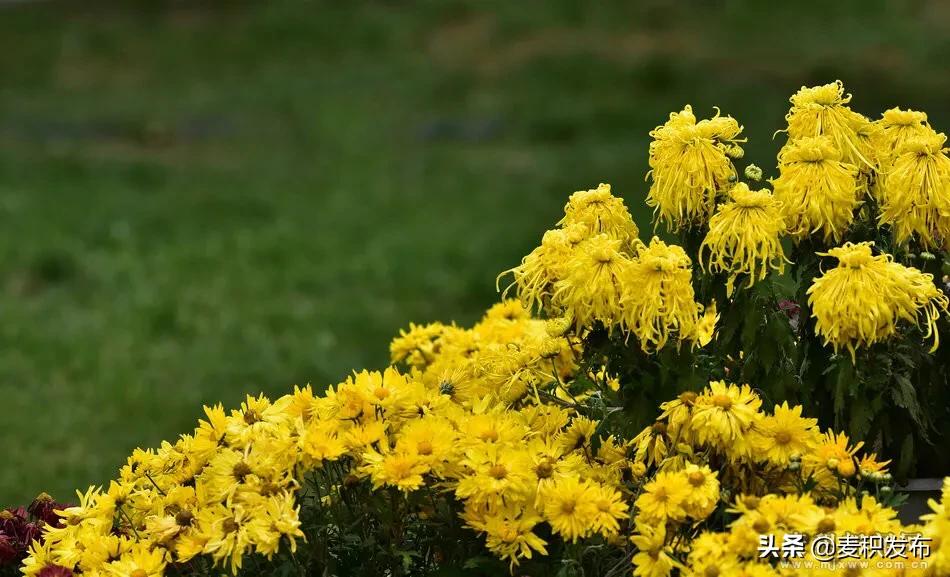 马跑泉公园有菊花展吗,庆祝菊花