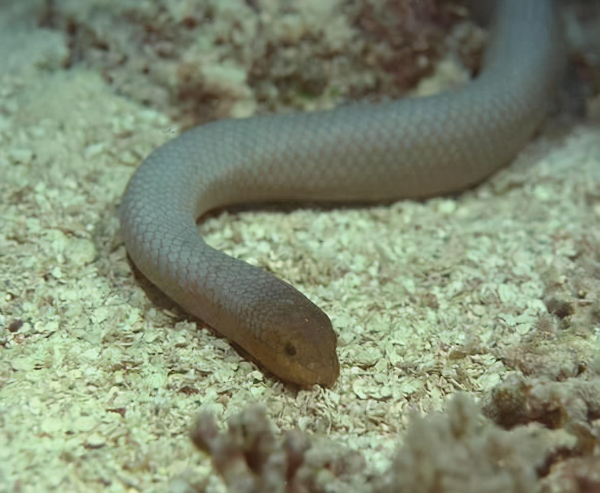 毒蛇最怕是什么蛇,蛇进家怎样区分毒蛇