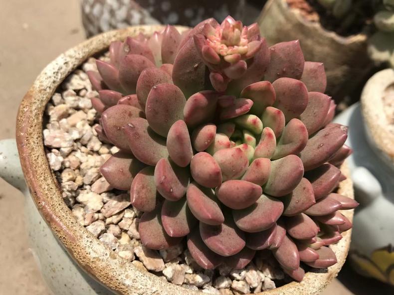 多肉叶子有斑,多肉叶子长斑是什么原因