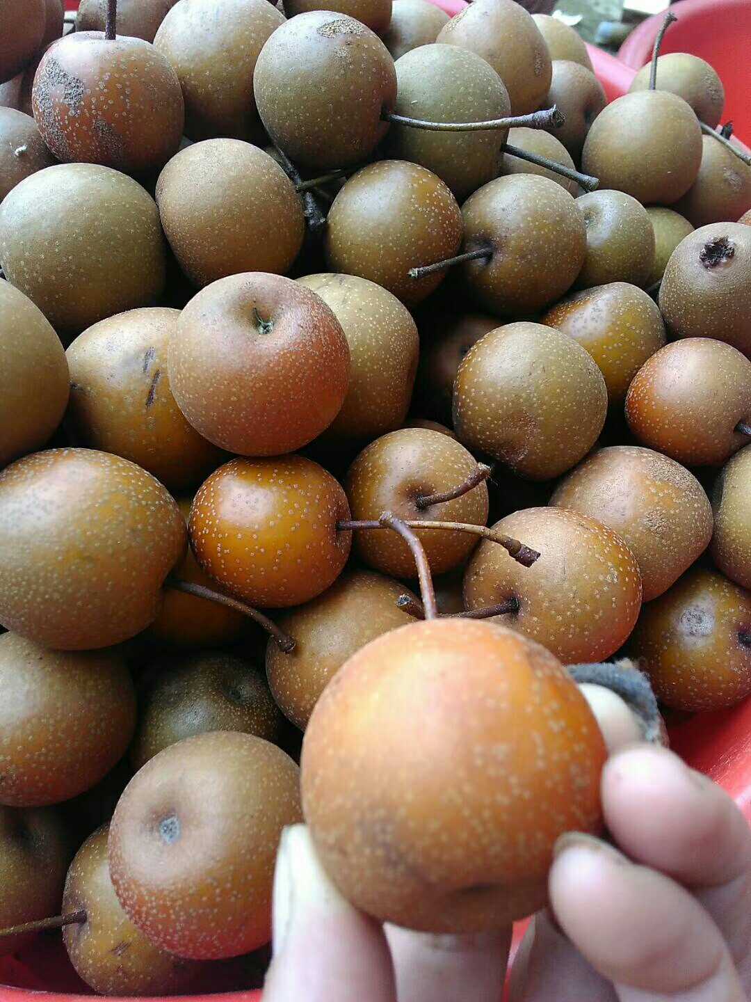 入暑后吃什么水果最好,处暑过后吃点什么