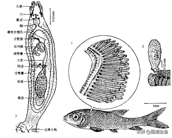 鱼病烂鳃用什么药,鱼病烂鳃是怎么样的
