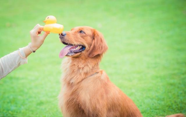 养狗不睡觉的后果,养狗遛狗不牵绳怎么办