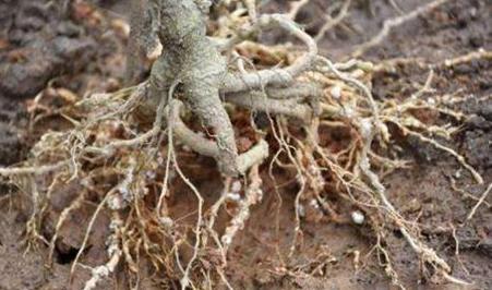 罗汉果常见病虫的防治,罗汉果的种植技术和病虫害