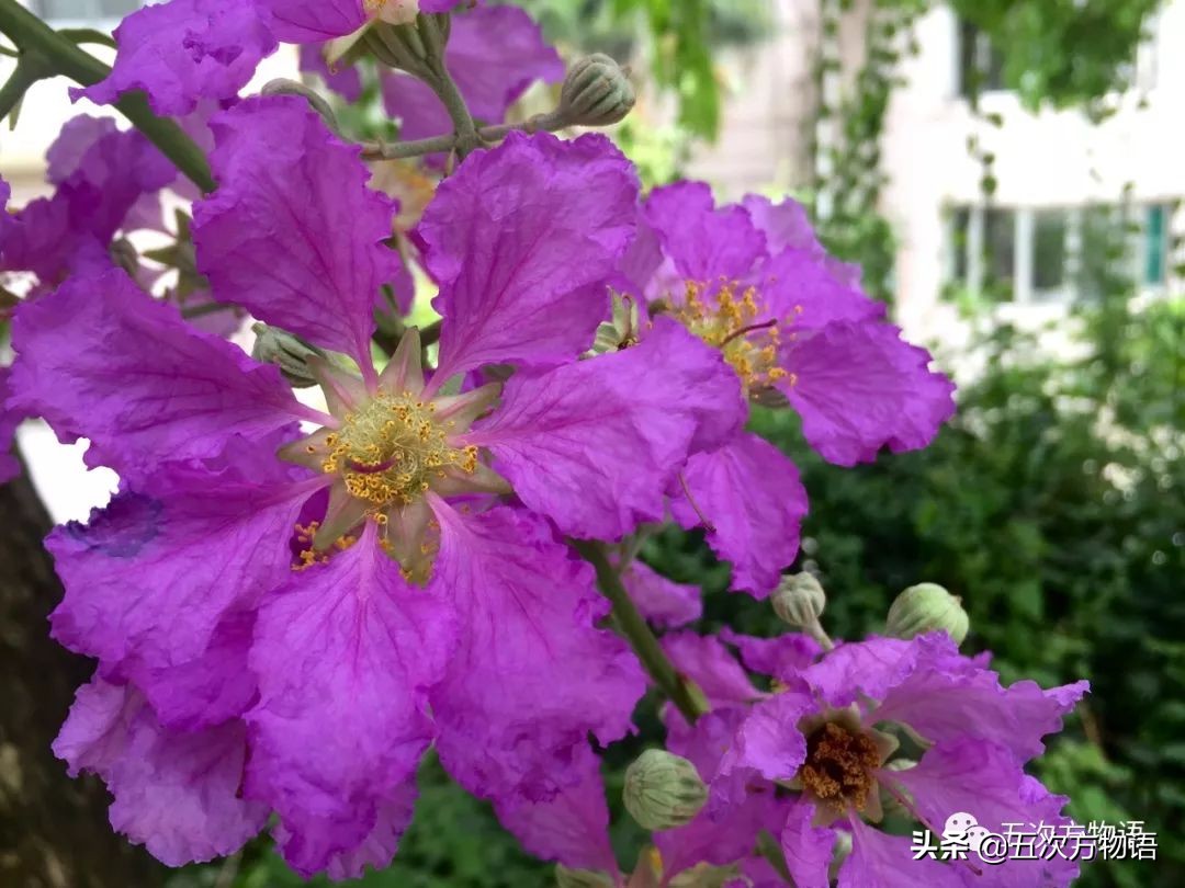 大叶紫薇和大花紫薇一样吗,大花紫薇大叶紫薇