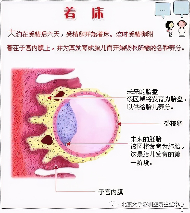 移植优质胚胎着床失败原因,质量差的胚胎为啥还要移植呢