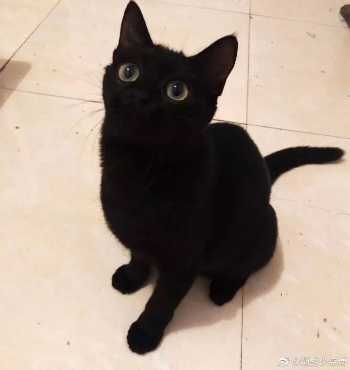 黑猫不吉利是谁说的,黑猫不吉利是真的吗