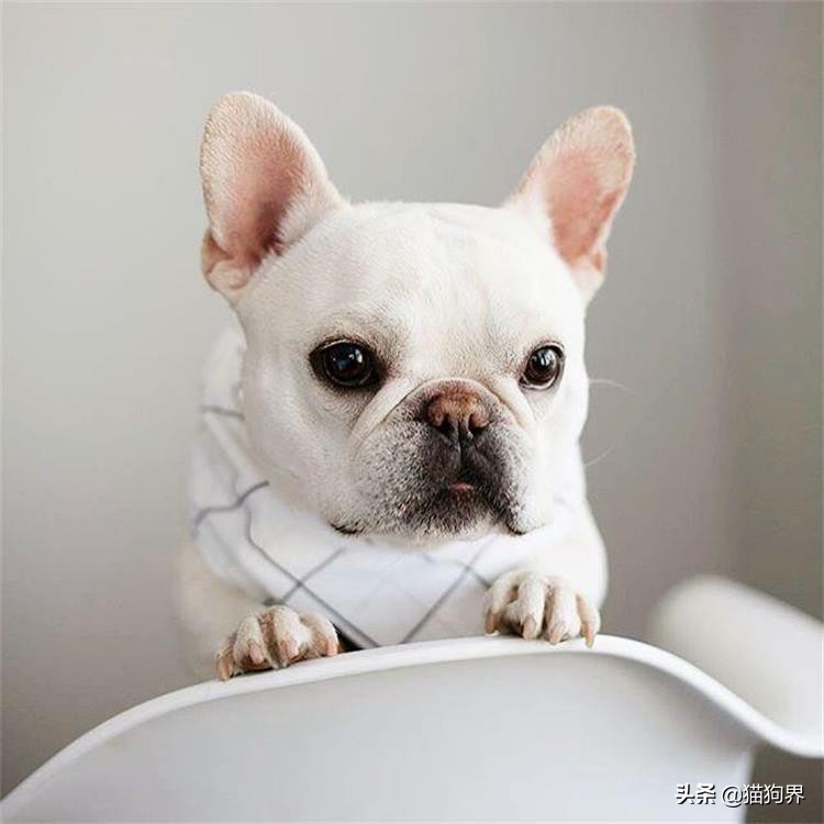 狗狗病了怎么预防传染别的狗狗,狗狗疾病防治常用药