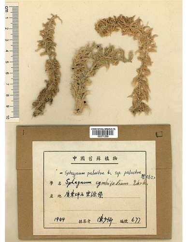 水杉为什么不生根,水杉在阴暗处能生存吗