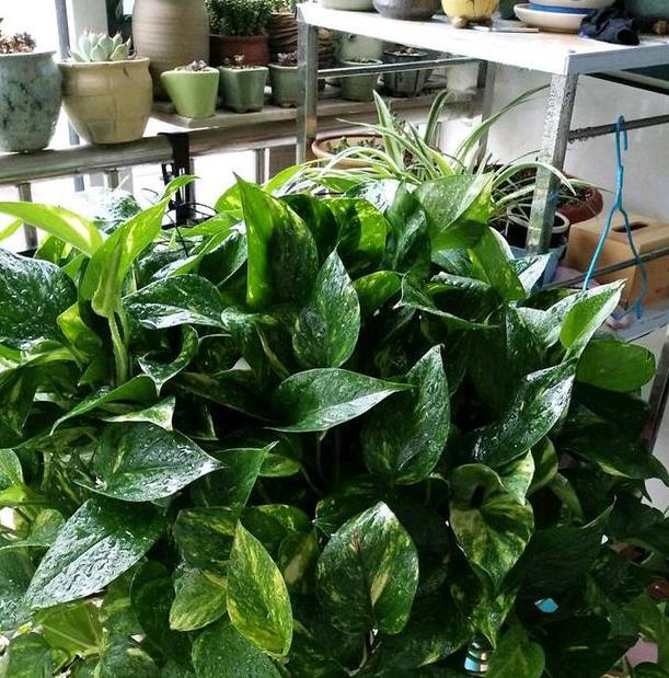 绿萝钾肥加多了会怎么样,绿萝叶子发黄怎样施肥