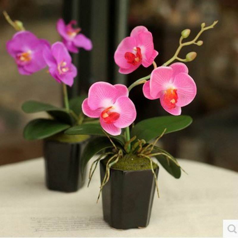 养好蝴蝶兰花的方法,养好蝴蝶兰花苞