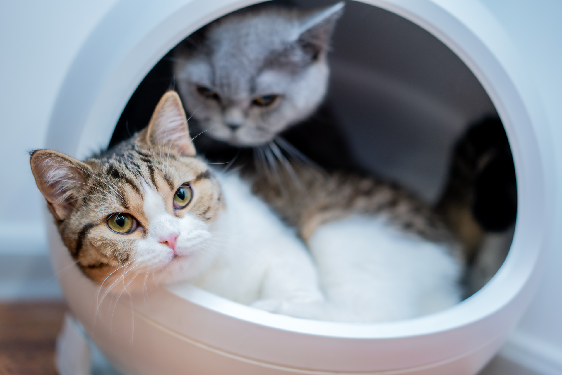 Sonnar（索纳）眼中的猫——索尼SonnarT*FE55mmF1.8ZA实拍体验