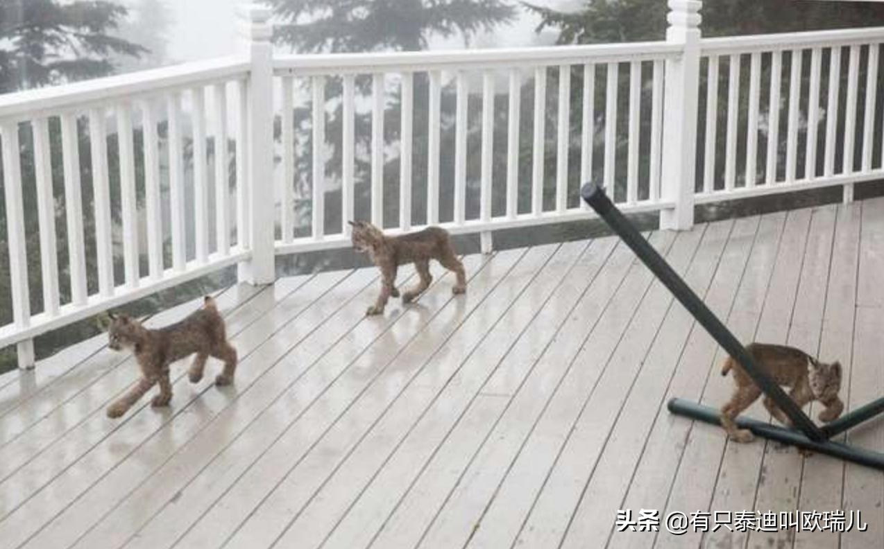 外面传来咚咚声把他吵醒，起床查看：家门口被它们占领了！