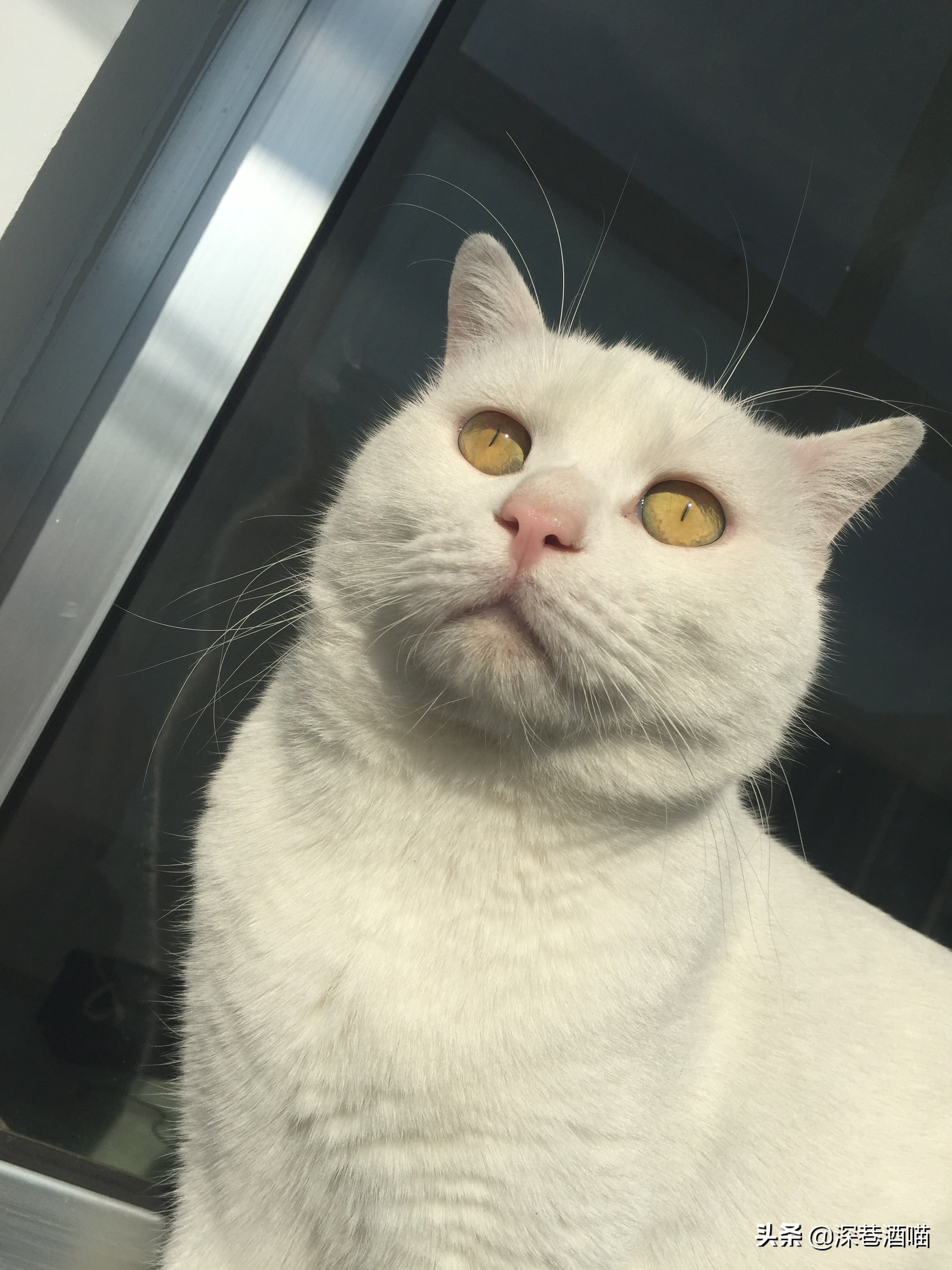 土猫可以当成宠物饲养吗？来！看看网友们是怎么回答的