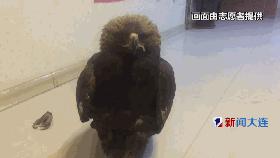 国家保护动物受伤被救,被国家保护动物致死怎么处理