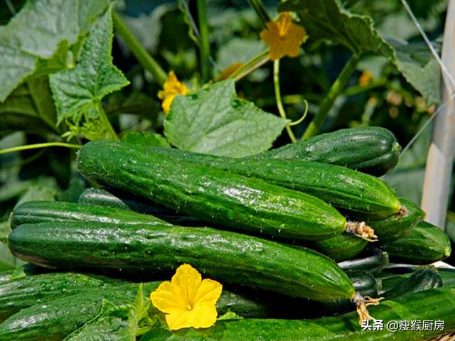 旱黄瓜和水黄瓜有什么区别,买黄瓜要粗的还是细的