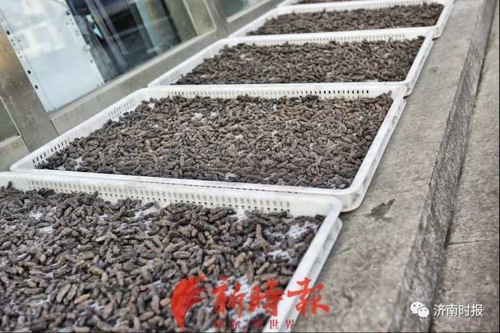 济南伊尹海参馆整体价格,济南海参最新消息