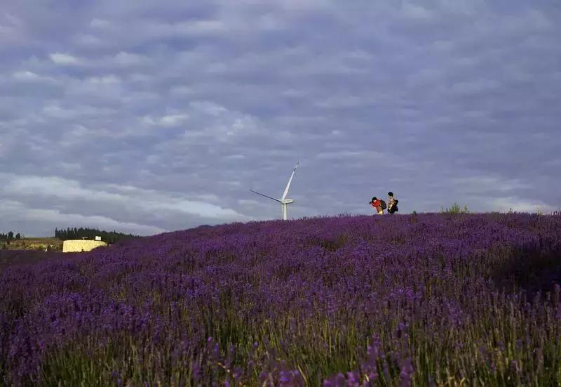 紫色胜境美翻了，世界第三大薰衣草芳香小镇竟然就在山东潍坊