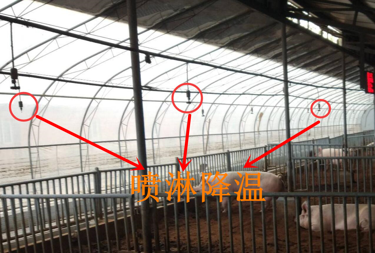 猪的养殖场猪舍都有哪些设施,半封闭式猪场如何做到冬季保暖
