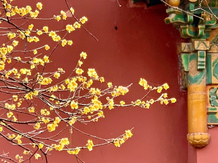 不惧严寒,不惧严寒静待春暖花开