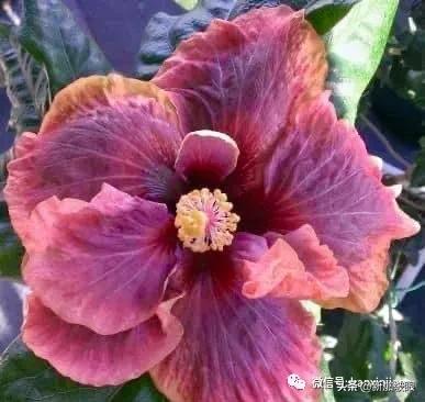 大红花和扶桑木槿有什么区别,木槿花和扶桑花哪个品种好