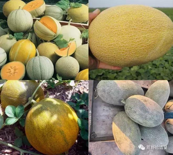 四川适合种植哈密瓜甜瓜品种,甜瓜种植技术新疆哈密瓜