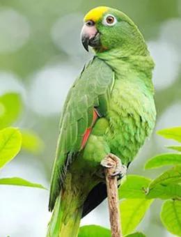 贩卖野生一级保护动物判多少年,警方严查野生动物犯法吗