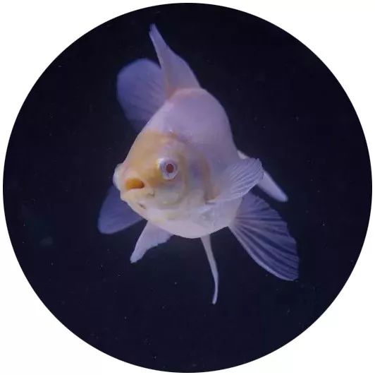 日本网红打卡艺术展,日本十大网红展